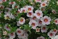 Cruze® Calibrachoa White Delicious -- 