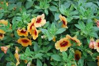 Cruze® Calibrachoa Yellow Delicious -- 