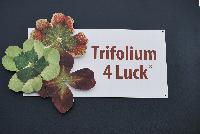 4 Luck® Trifolium  -- 