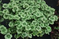 4 Luck® Trifolium Green Glow -- 