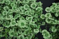 4 Luck® Trifolium Green Glow -- 