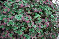 4 Luck® Trifolium Red Green -- 