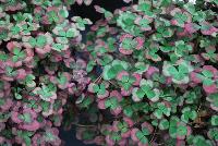 4 Luck® Trifolium Red Green -- 