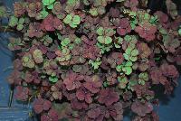 4 Luck® Trifolium Coco Mint -- 