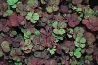 4 Luck® Trifolium Coco Mint -- 