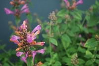 Acapulco® Agastache Rose -- 