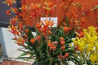 Jump Anigozanthos Orange -- 