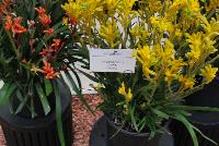 Jump Anigozanthos Yellow -- 