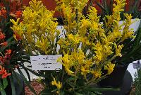 Jump Anigozanthos Yellow -- 