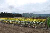   -- Fields of Flowers @ Ball Horticultural, Spring Trials, 2016.