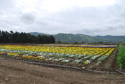 Fields of Flowers @ Ball Horticultural, Spring Trials, 2016.