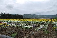   -- Fields of Flowers @ Ball Horticultural, Spring Trials, 2016.