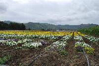   -- Fields of Flowers @ Ball Horticultural, Spring Trials, 2016.