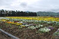   -- Fields of Flowers @ Ball Horticultural, Spring Trials, 2016.