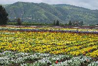   -- Fields of Flowers @ Ball Horticultural, Spring Trials, 2016.