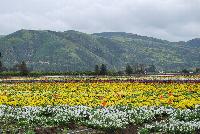   -- Fields of Flowers @ Ball Horticultural, Spring Trials, 2016.