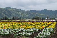   -- Fields of Flowers @ Ball Horticultural, Spring Trials, 2016.