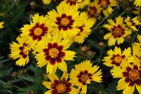  Coreopsis SunKiss -- New from KieftSeed™ as seen @ Ball Horticultural Spring Trials 2016.