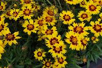  Coreopsis SunKiss -- New from KieftSeed™ as seen @ Ball Horticultural Spring Trials 2016.