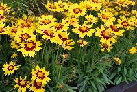  Coreopsis SunKiss -- New from KieftSeed™ as seen @ Ball Horticultural Spring Trials 2016.