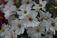 Sonata Cosmos White -- From PanAmerican Seed® as seen @ Ball Horticultural Spring Trials 2016.