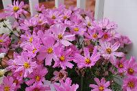 Sonata Cosmos Pink -- From PanAmerican Seed® as seen @ Ball Horticultural Spring Trials 2016.