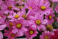 Sonata Cosmos Pink Blush -- From PanAmerican Seed® as seen @ Ball Horticultural Spring Trials 2016.