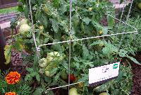  Tomato Stellar. -- A new variety from PanAmerican Seed® at Spring Trials, 2016.