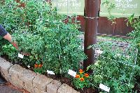  Tomato Candyland Red -- A new variety from PanAmerican Seed® at Spring Trials, 2016.