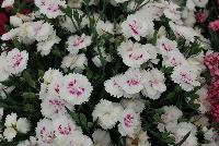 EverLast™ Dianthus White wih Eye -- 