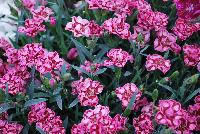 EverLast™ Dianthus Red and Pink -- 