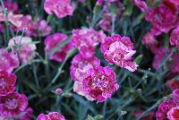 EverLast™ Dianthus Lavender Lace -- 