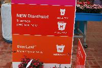 Dianthalot™ and EverLast™ Dianthus  -- As seen @ Ball Horticultural Spring Trials 2016, the new Dianthalot Dianthus, great for a small to medium pots bursting with 3-season perennial color and the EverLast™ series featuring more days of color in amedium pot.