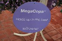 MegaCopa™ Sutera  -- As seen @ Ball Horticultural Spring Trials 2016.  The MegaCopa™ Series of Bacopa holds up to the heat.