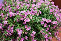 MegaCopa™ Sutera Pink -- New from Ball FloraPlant® as seen @ Ball Horticultural Spring Trials 2016.