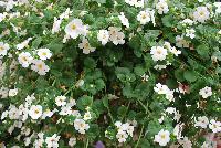 MegaCopa™ Sutera White -- New from Ball FloraPlant® as seen @ Ball Horticultural Spring Trials 2016.