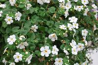 MegaCopa™ Sutera White -- New from Ball FloraPlant® as seen @ Ball Horticultural Spring Trials 2016.