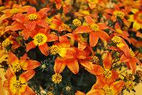  Bidens ferulifolia Bee Alive -- New from Ball FloraPlant® as seen @ Ball Horticultural Spring Trials 2016.