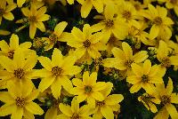 SunDrop™ Bidens ferulifolia Improved -- New from Ball FloraPlant® as seen @ Ball Horticultural Spring Trials 2016.