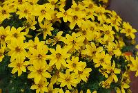 SunDrop™ Bidens ferulifolia Improved -- New from Ball FloraPlant® as seen @ Ball Horticultural Spring Trials 2016.