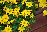 SunDrop™ Bidens ferulifolia Compact -- New from Ball FloraPlant® as seen @ Ball Horticultural Spring Trials 2016.