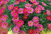 Grandessa™ Argyranthemum, intergeneric hybrid Red -- New from Ball FloraPlant® as seen @ Ball Horticultural Spring Trials 2016.