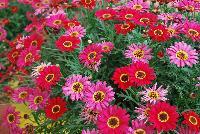 Grandessa™ Argyranthemum, intergeneric hybrid Red -- New from Ball FloraPlant® as seen @ Ball Horticultural Spring Trials 2016.