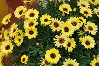 Grandessa™ Argyranthemum, intergeneric hybrid Yellow -- New from Ball FloraPlant® as seen @ Ball Horticultural Spring Trials 2016.