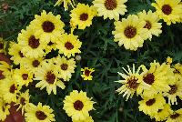 Grandessa™ Argyranthemum, intergeneric hybrid Yellow -- New from Ball FloraPlant® as seen @ Ball Horticultural Spring Trials 2016.