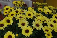 Grandessa™ Argyranthemum, intergeneric hybrid Yellow -- New from Ball FloraPlant® as seen @ Ball Horticultural Spring Trials 2016.