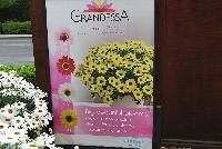 Grandessa™ Argyranthemum, intergeneric hybrid  -- New from Ball FloraPlant®, Spring Trials 2016.  The Grandessa™ Argyranthemum from Suntory Flowers is considered The Grand Daisy, featuring big, beautiful blooms in a kaleidoscope of colors, perfect for large planters to hep decorate your patio or anywhere outdoors.  Available in 'Pink Halo', 'Red', 'White' and 'Yellow'