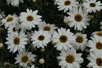 Grandessa™ Argyranthemum, intergeneric hybrid White -- New from Ball FloraPlant® as seen @ Ball Horticultural Spring Trials 2016.