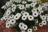 Grandessa™ Argyranthemum, intergeneric hybrid White -- New from Ball FloraPlant® as seen @ Ball Horticultural Spring Trials 2016.