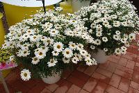 Grandessa™ Argyranthemum, intergeneric hybrid White -- New from Ball FloraPlant® as seen @ Ball Horticultural Spring Trials 2016.